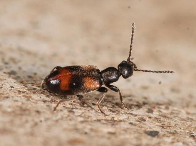 Anthicus antherinus © Marie Lou Legrand