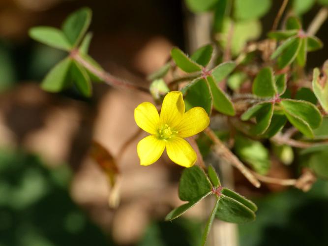 Oxalis corniculé (Oxalis corniculata) © Morvan Debroize