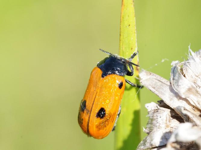 Clytra quadripunctata © Kevin Gruau