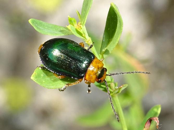 Sermylassa halensis © Guillaume Hoffmann