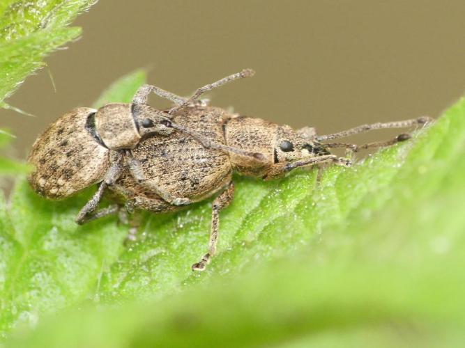 Péritèle gris (Peritelus sphaeroides) © Benoît Segerer