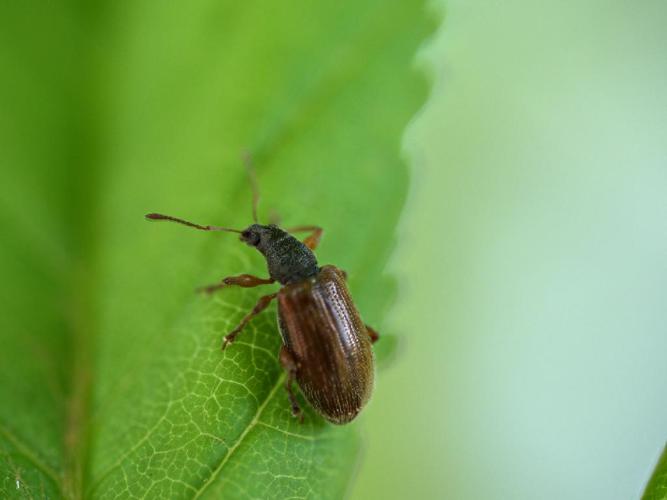 Charançons à étuis fauves (Phyllobius oblongus) © Cédric Mondy