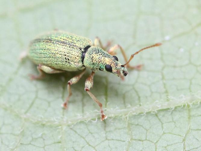 Phyllobius argentatus © Marie Lou Legrand