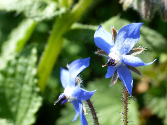 Bourrache officinale (Borago officinalis), fleurs © Morvan Debroize