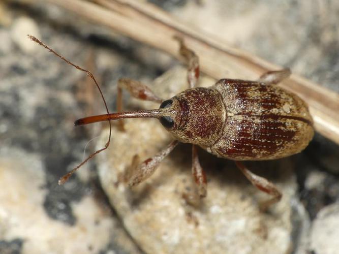 Balamin éléphant (Curculio elephas) © Benoît Segerer