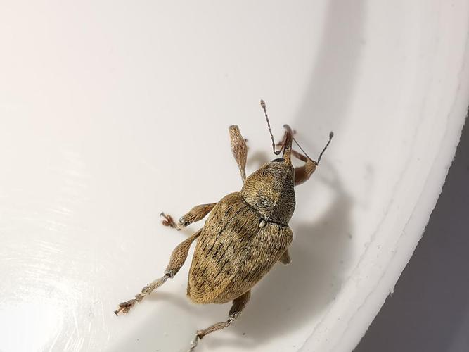 Curculio venosus © Antoine Lantin