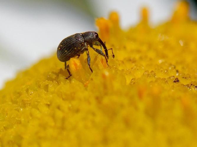 Anthonomus rubi © Bernard Noguès