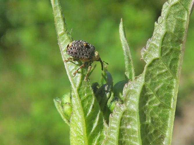 Cionus scrophulariae © "anatoltolana"