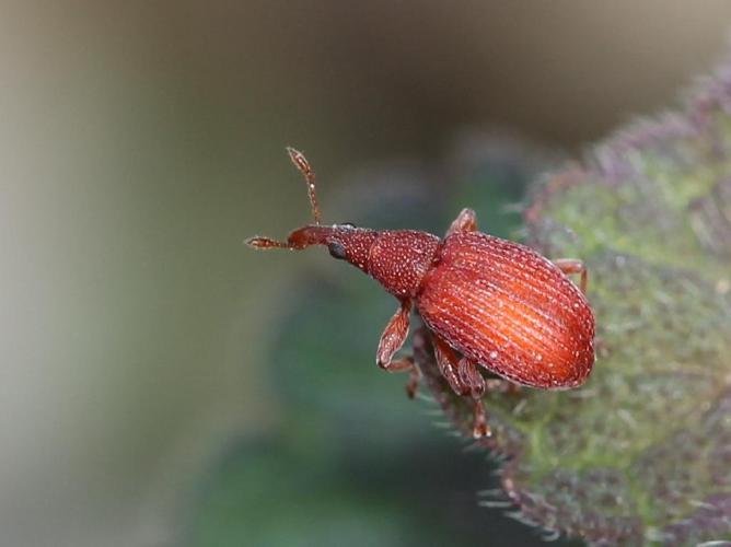 Apion rouge (Apion frumentarium) © Marie Lou Legrand