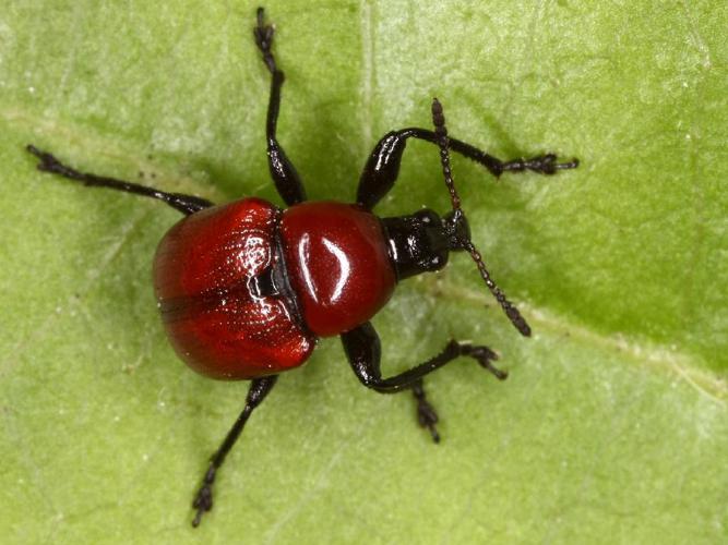 Attelabus nitens © Cédric Alonso