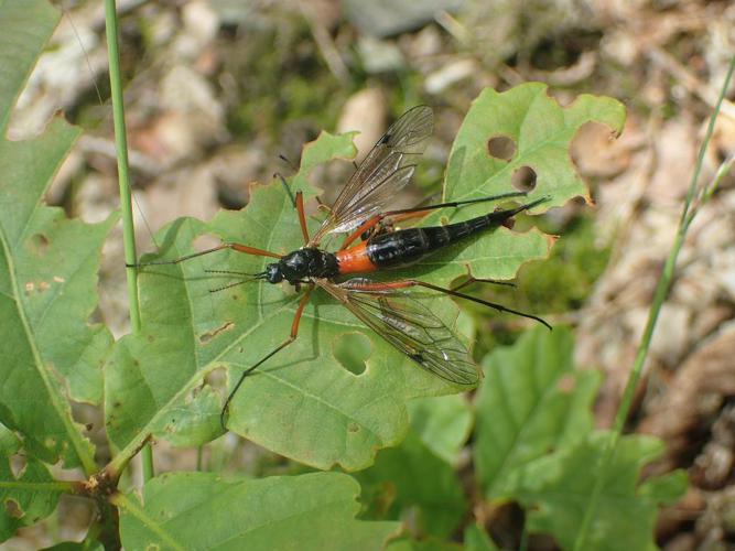 Tanyptera atrata © Matthieu Gauvain