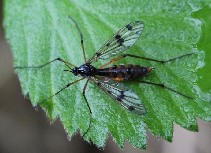 Ptychoptera contaminata © Marie Lou Legrand