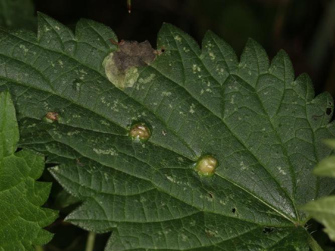 Dasineura urticae © Lupoli Roland