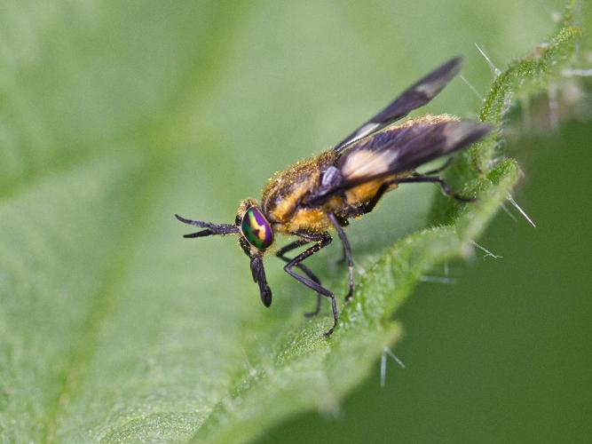 Chrysops caecutiens © Anne SORBES