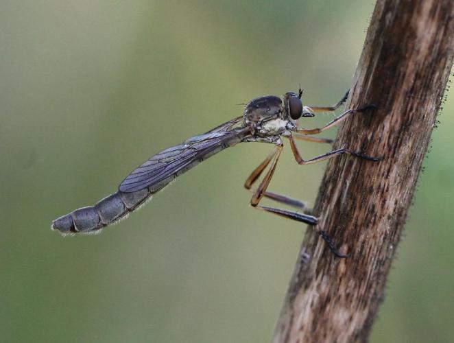 Leptogaster cylindrica © Marie Lou Legrand