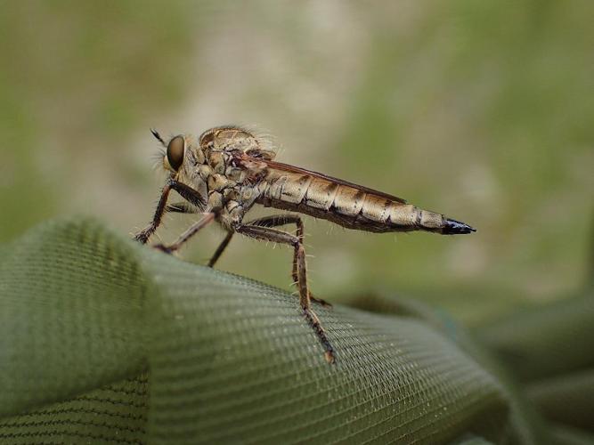 Machimus rusticus © Matthieu Gauvain