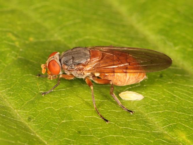 Brachyopa scutellaris © Marie Lou Legrand