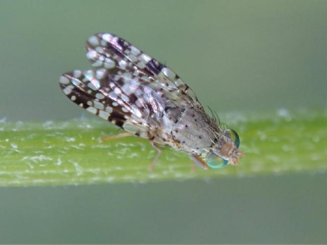 Tephritis matricariae © Bastien Louboutin