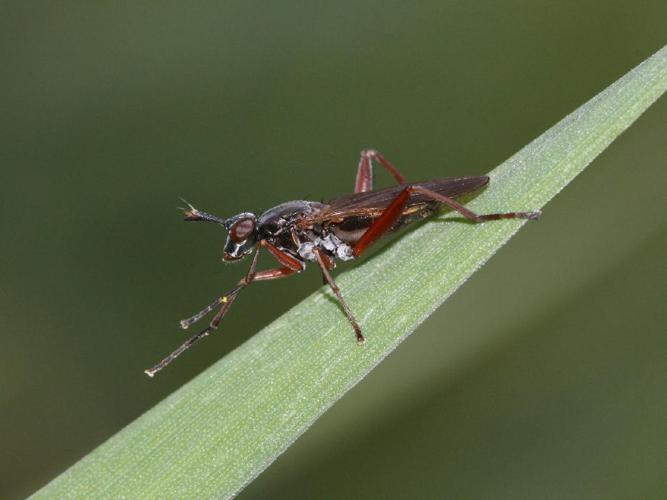 Sepedon sphegea © Juvé Yannick