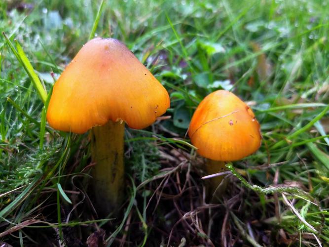 Hygrophore conique (Hygrocybe conica) © Gwenaël de La Monneraye