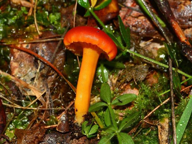 Hygrocybe reidii © David Renoult