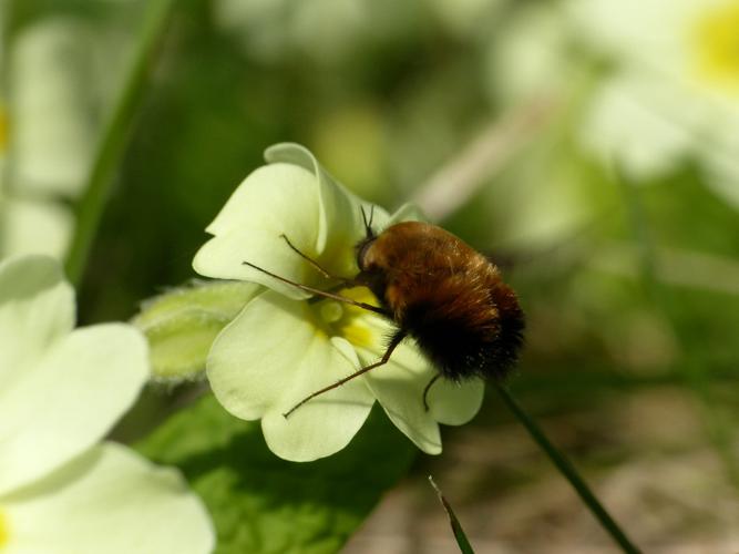 Bombyle bicolore (Bombylius discolor) © Morvan Debroize