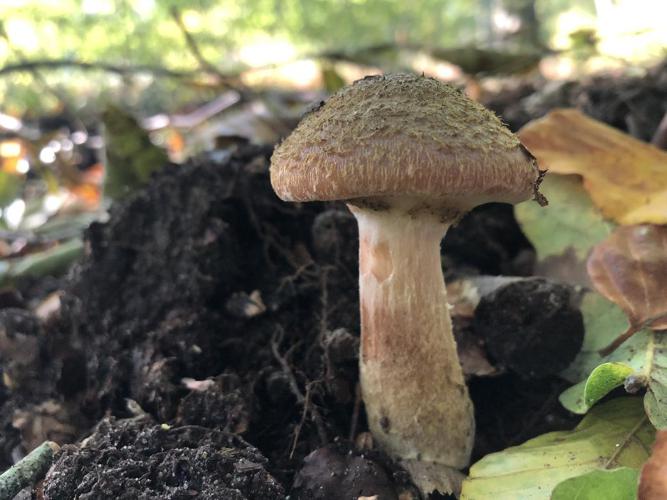 Armillaire à voile jaune (Armillaria gallica) © "ecconkisi"