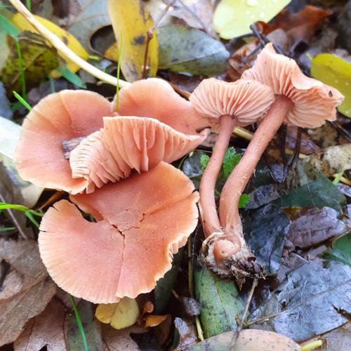 Clitocybe laqué (Laccaria laccata) © "bogsuckers"