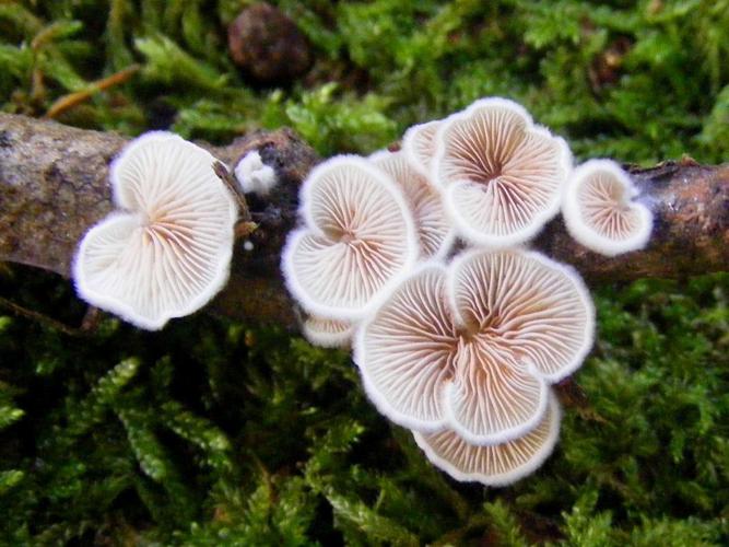 Crépidote variable (Crepidotus variabilis) © Susan Walter