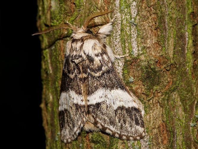 La Triple Tache (Drymonia dodonaea) © Sylvain Montagner