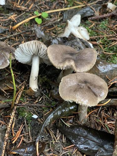 Tricholome terreux (Tricholoma terreum) © "tomdu38"