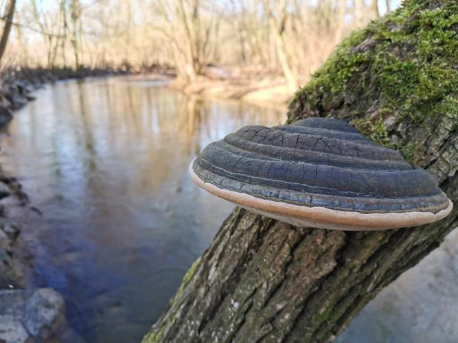 Faux amadouvier (Phellinus igniarius) © Jean Gaget