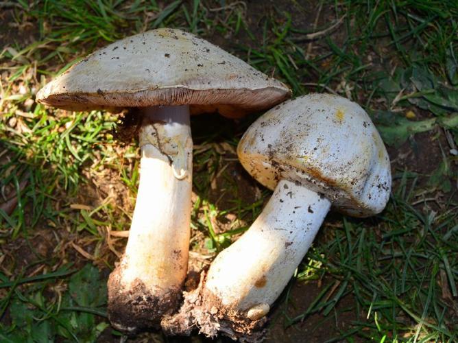 Agaric des jachères (Agaricus arvensis) © David Renoult