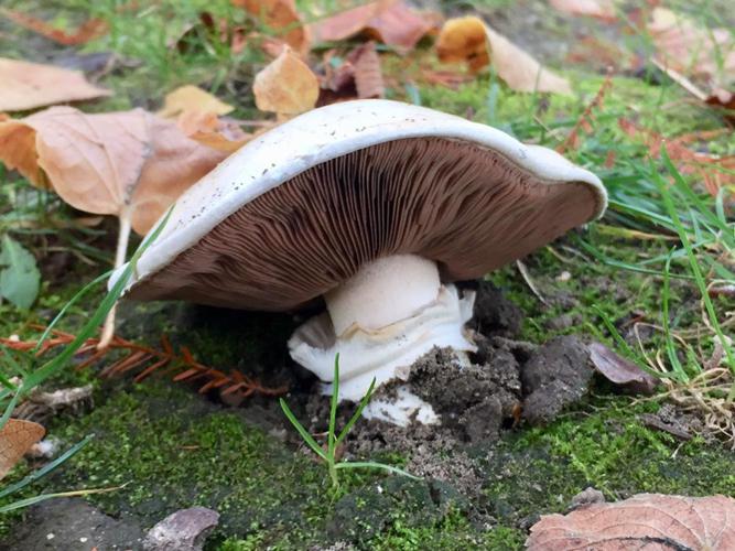 Psalliote des trottoirs (Agaricus bitorquis) © Jacques Leonardi