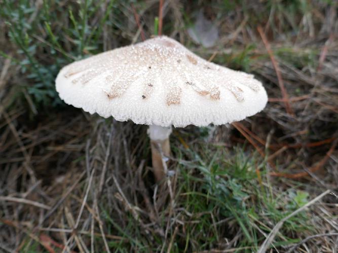 Lépiote mamelonnée (Macrolepiota mastoidea) © Thierry Cordenos