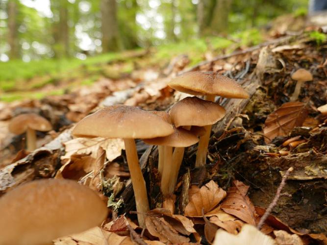 Plutée veiné (Pluteus phlebophorus) © Thierry Cordenos