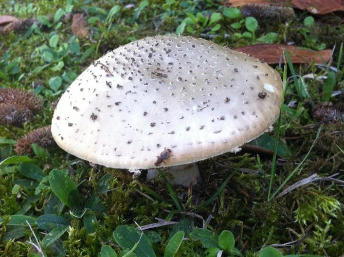 Amanite épineuse (Amanita echinocephala) © "jice47"