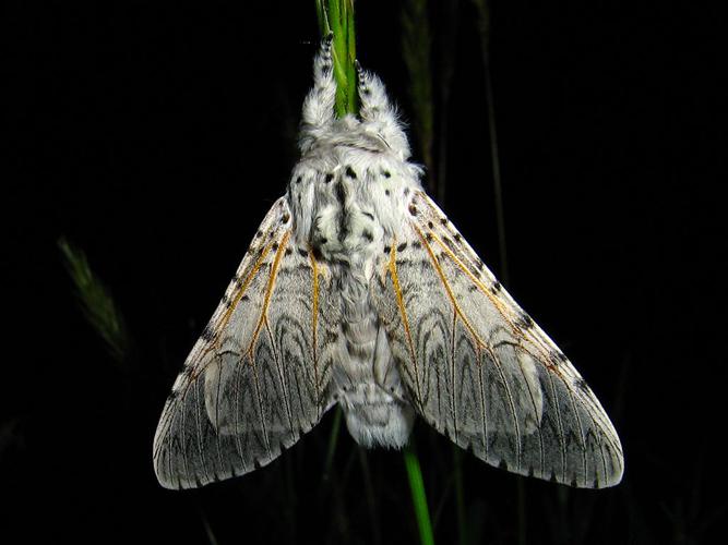 Grande Queue-Fourchue (Cerura vinula) © Sylvain Montagner