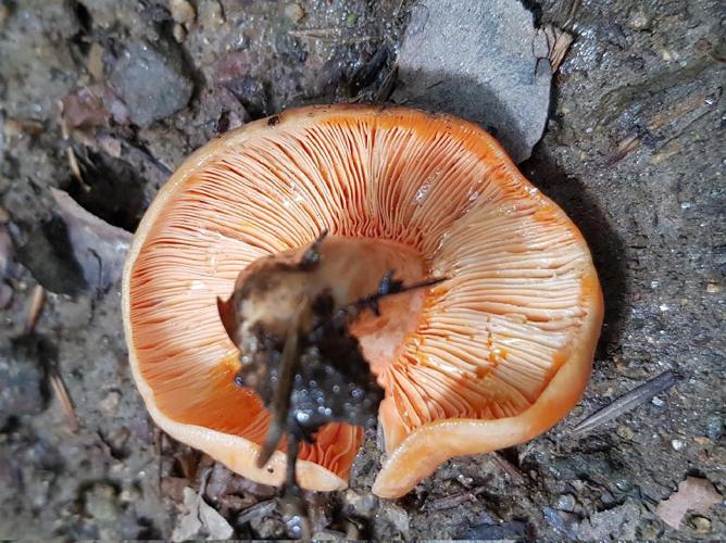 Lactaire délicieuse (Lactarius deliciosus) © Anne-Hélène Paradis