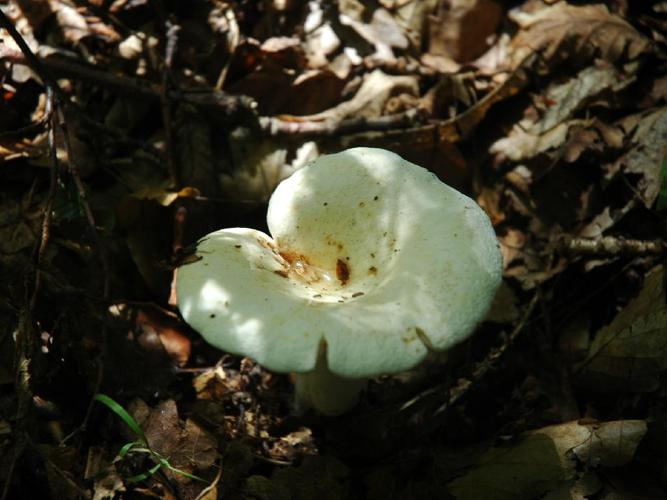 Lactaire poivré (Lactarius piperatus) © Thierry Cordenos