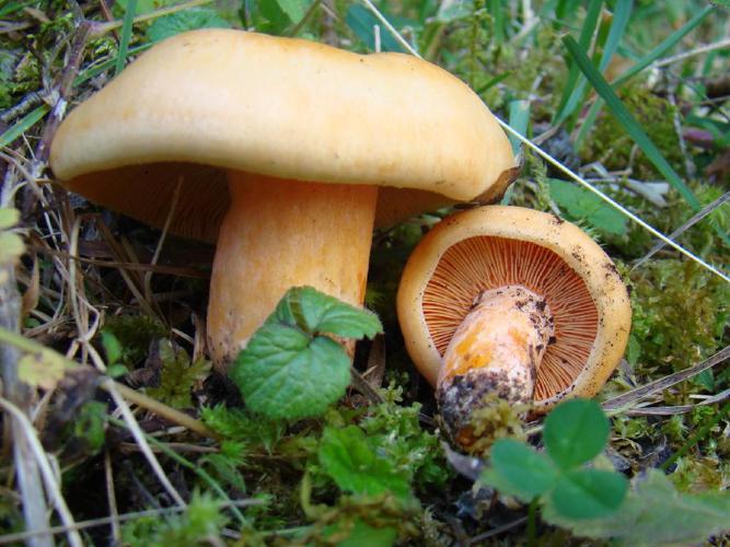 Lactaire saumon (Lactarius salmonicolor) © "Joseba"