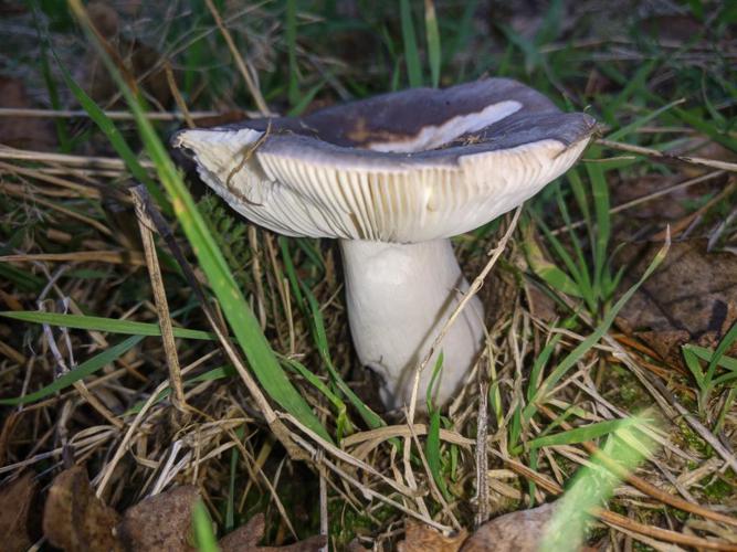 Russule charbonnière (Russula cyanoxantha) © "Loup BT"