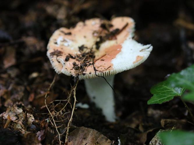 Russule vieux-rose (Russula vesca) © Valentin Hamon