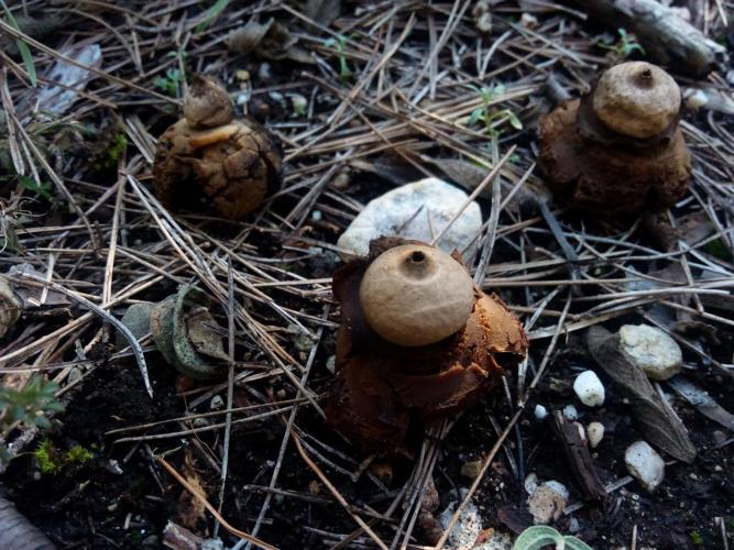 Géastre a trois enveloppes (Geastrum triplex) © Ludovic Sageot