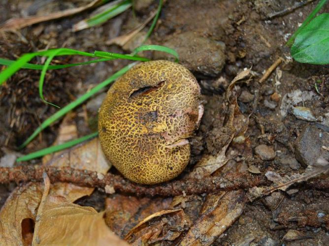 Scléroderme verruqueux (Scleroderma verrucosum) © David Renoult