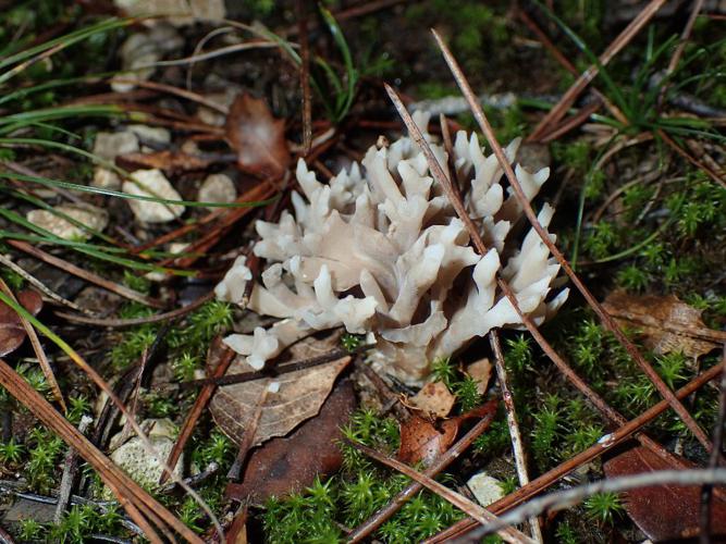 Clavaire cendrée (Clavulina cinerea) © Julien Renoult