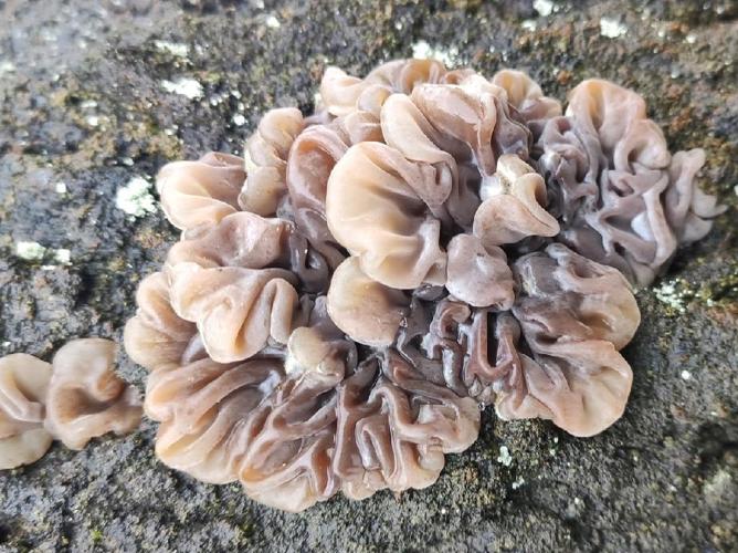 Oreille poilue (Auricularia mesenterica) &copy; Tavenetat Kevin