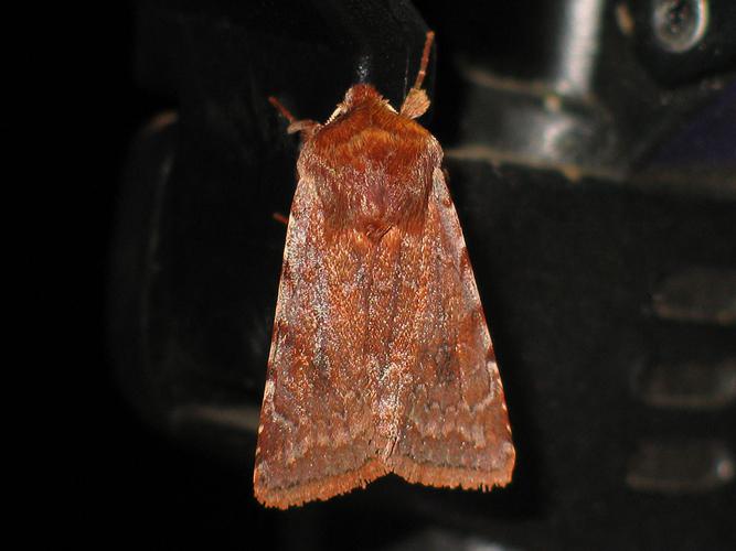 Noctuelle rubiconde (Cerastis rubricosa) © Sylvain Montagner