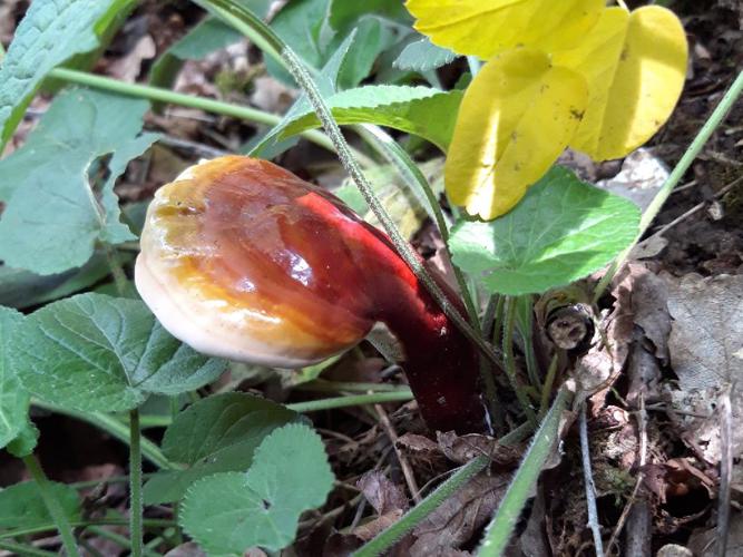 Ganoderme luisant (Ganoderma lucidum) © Floris Vanderhaeghe