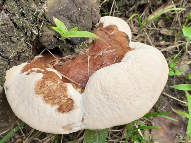 Polypore résineux (Ganoderma resinaceum) © "bogsuckers"